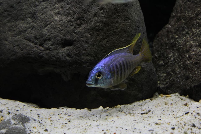 Placidochromis sp. 'jalo' Jalo Reef